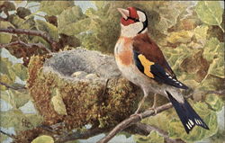 Goldfinch and Nest Birds Postcard Postcard