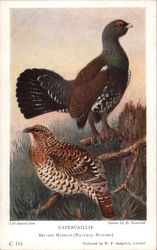 Capercaillie Birds Postcard Postcard