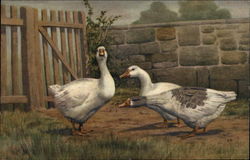 Three Geese by the Garden Gate Postcard