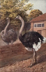 Two Ostriches Separated by a Fence Birds Postcard Postcard