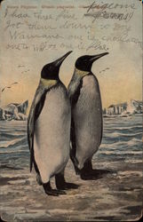 Riesen Penguin Postcard Postcard