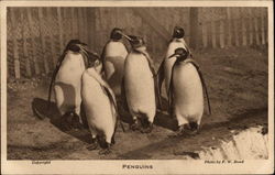 A group of six penguins at the London Zoo Postcard Postcard