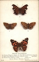 British Butterflies Postcard Postcard