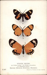 Exotic Moths of the British Museum Postcard