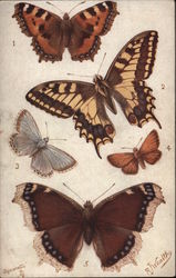 5 British Butterflies Postcard Postcard