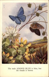 Birds and Butterflies Series - Adonis Blue Postcard