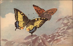 Two Butterflies Postcard Postcard