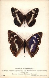 British Butterflies - Purple Emperor and White Admiral Postcard Postcard