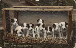 Puppies in a Cage Postcard