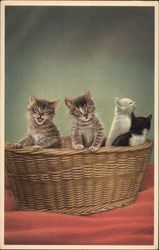 Four kittens in a basket Postcard