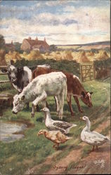 Farm Scene with Cows and Geese Postcard