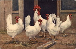 White Rooster and Chickens Postcard