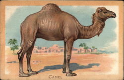 A camel standing in the desert with a building in the background Camels Postcard Postcard