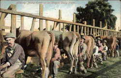 A row of men milking cows by a fence Postcard