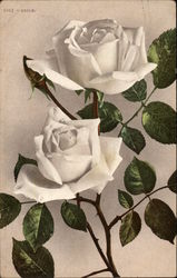 Two white roses Flowers Postcard Postcard