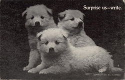 White Puppies Postcard