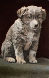 Sad Looking Brown and White Puppy Postcard