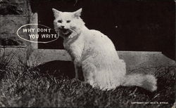 White Cat on Grass Postcard