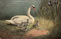 Swan with Babies by a Pond Birds Postcard Postcard