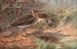 Jack Snipe Birds Postcard Postcard