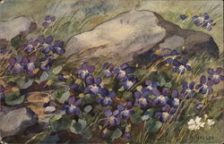 Violets in a Field Flowers Postcard Postcard