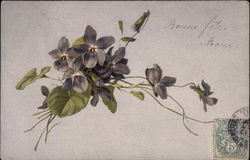 Violets Postcard