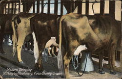 Modern Dairying - Milking by Machinery Farming Postcard Postcard