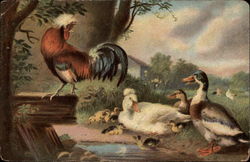 Chickens and Ducks Postcard Postcard