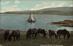 Shetland Ponies by a Lake with a Sailboat Horses Postcard Postcard