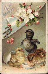 Eastern Greetings - Chicks and Apple Blossom With Chicks Postcard Postcard