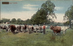 Beef Cattle Postcard