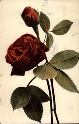 Long stem red rose Flowers Postcard Postcard