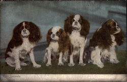 Spaniels Postcard