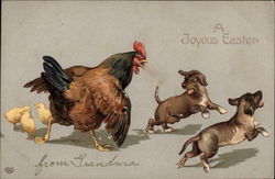 Rooster Scaring Two Dogs Away from Chicks Chickens Postcard Postcard