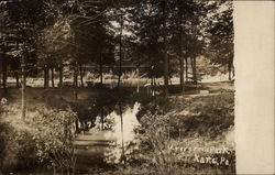 Evergreen Park Kane, PA Postcard Postcard