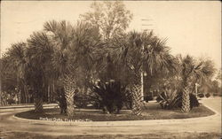 Harbor Oaks Clearwater, FL Postcard Postcard