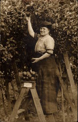 Garnett Orange Grove - Emma Snyder Picking Oranges Postcard