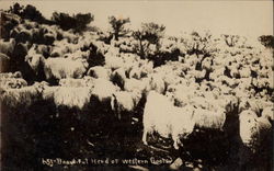 Beautiful Herd of Western Goats Postcard Postcard