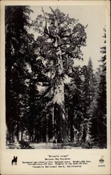 Grizzly Giant, Mariposa Big Tree Grove Yosemite National Park, CA Postcard Postcard