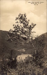 View From Artists' Bluff with Tree in Foreground Postcard