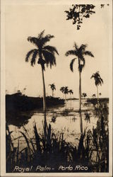 Royal Palm Postcard