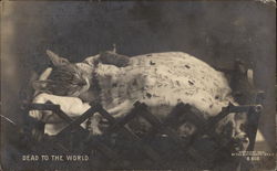 Dead to the World Postcard