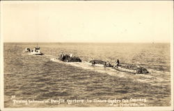 Towing Bateaus of Pacific Oysters to Ilwaco Oyster Co.'s Cannery Nahcotta, WA Postcard Postcard