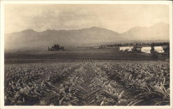 Pineapple Plantation Postcard