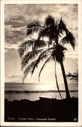 Sunset Palm Postcard