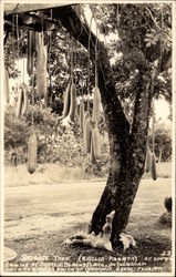 Sausage Tree, Coconut Grove Coral Gables, FL Postcard Postcard