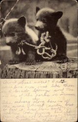 Of the First Families - Bears Postcard Postcard