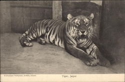 Tiger Postcard