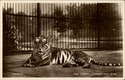 The Tiger, London Zoo Postcard