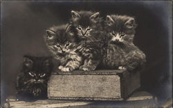 Kittens Sitting on a Book Cats Postcard Postcard